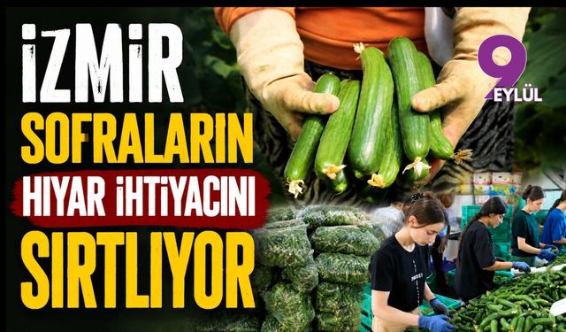 İzmir sofraların hıyar ihtiyacını sırtlıyor