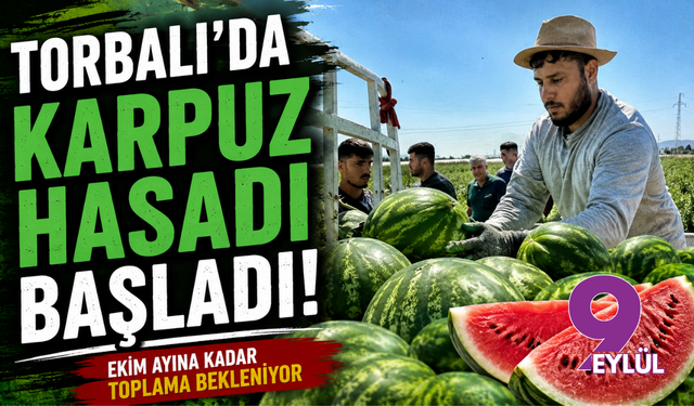 Torbalı'da karpuz hasadı başladı