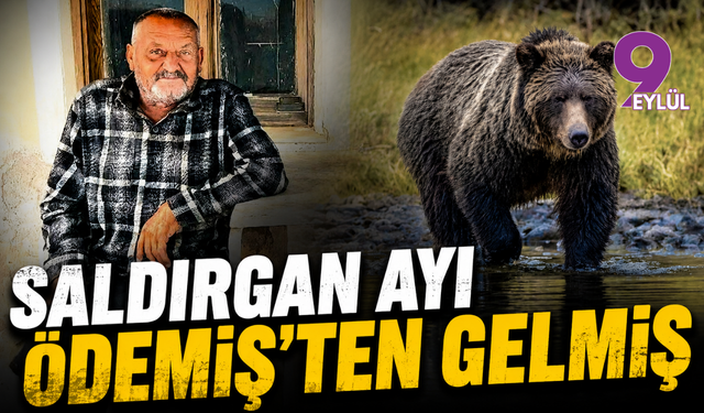 Saldırgan ayı Ödemiş'ten gelmiş
