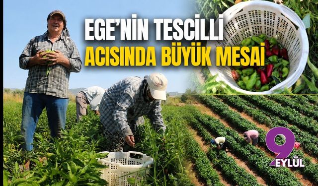 Ege’nin tescilli acısında büyük mesai