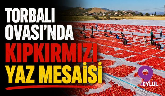 Torbalı Ovası'nda kıpkırmızı yaz mesaisi