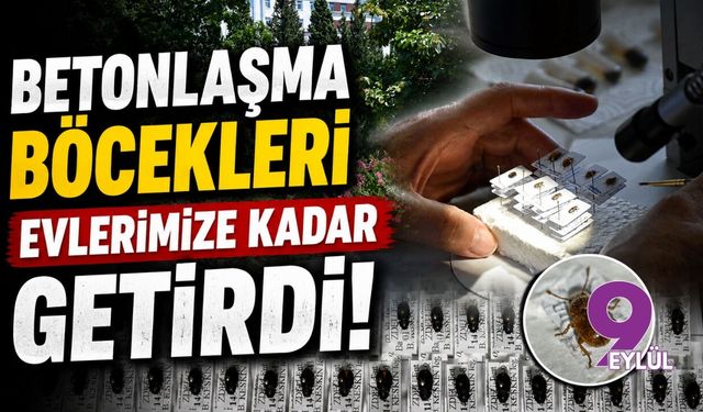 Betonlaşma böcekleri evlerimize kadar getirdi!