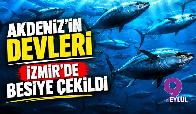 Akdeniz’in devleri İzmir’de besiye çekildi