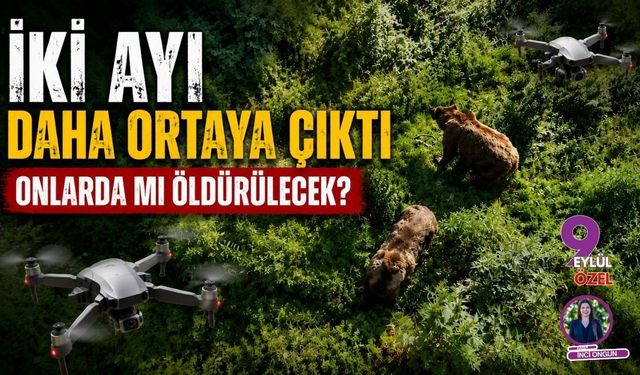 İki Ayı Daha Ortaya Çıktı Onlarda mı Öldürülecek?