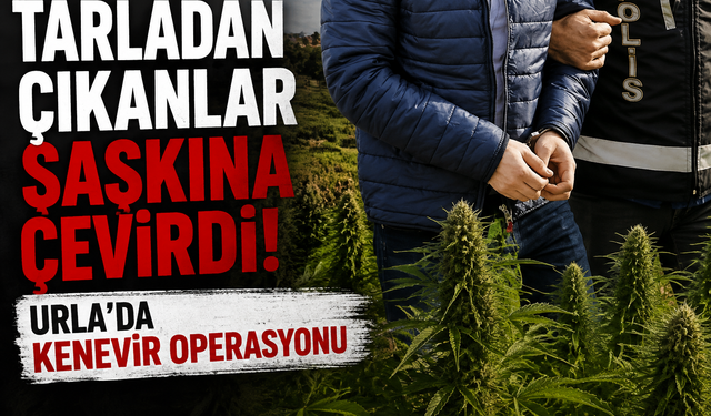 Tarladan çıkanlar şaşkına çevirdi: Urla’da kenevir operasyonu