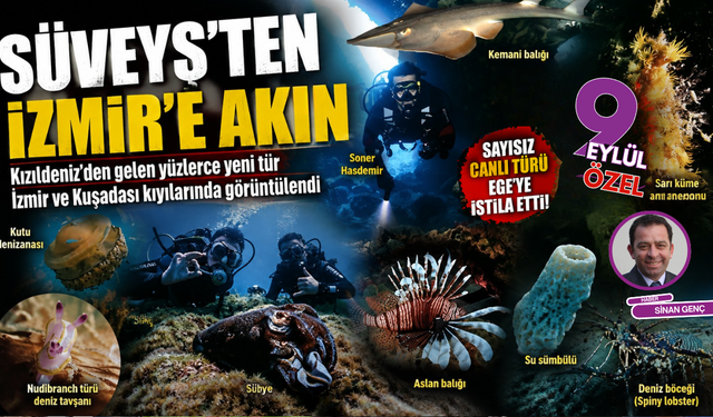 Kızıldeniz’den Ege’ye yeni tür akını: Denizlerin dengesi değişiyor