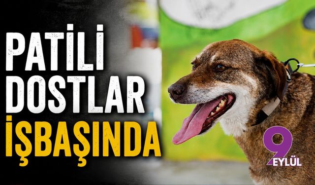 Patili dostlar işbaşında