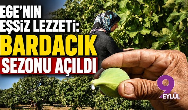 Ege’nin eşsiz lezzeti: Bardacık sezonu açıldı