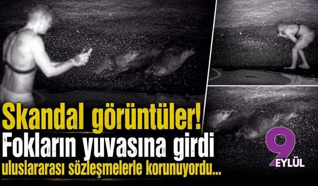 Karaburun'da skandal görüntüler: Fokların yuvasına girdi!