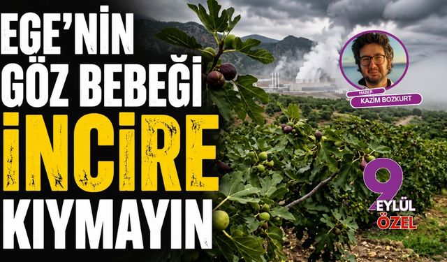 Ege'nin göz bebeği incire kıymayın