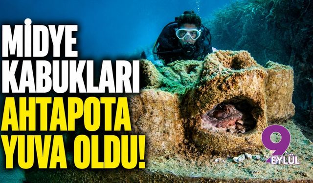 Midye kabukları ahtapota yuva oldu!