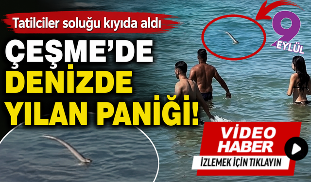 Çeşme’de denizde yılan paniği! Tatilciler soluğu kıyıda aldı