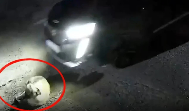 Köpeği göz göre göre ezdi