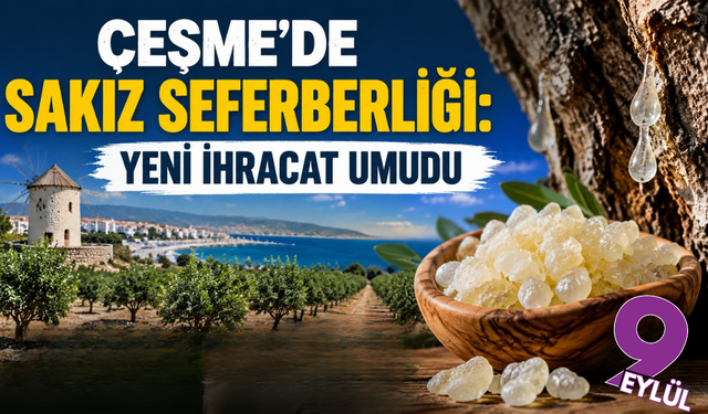 Çeşme’nin beyaz altın hedefi: Sakız üretiminde dünya yarışı