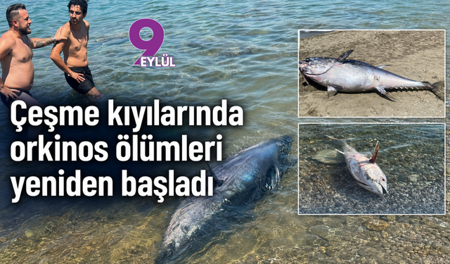 Çeşme kıyılarında orkinos ölümleri yeniden başladı