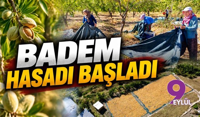 Badem hasadı başladı