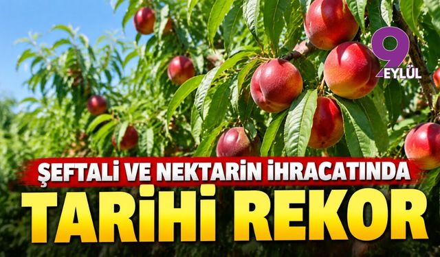 Şeftali ve nektarin ihracatında tarihi rekor