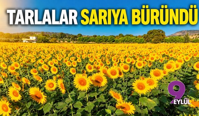 Tarlalar sarıya büründü