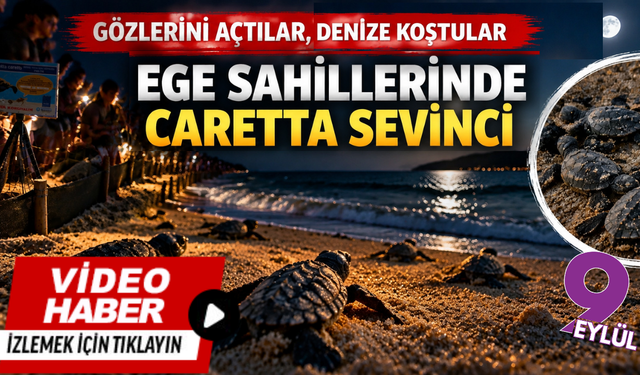 İzmir ve Aydın kıyılarında caretta heyecanı: Yavrular denize ulaşmaya devam ediyor
