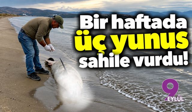 Bir haftada üç yunus sahile vurdu!
