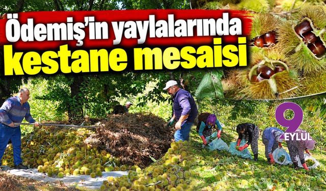 Ödemiş'in yaylalarında kestane mesaisi