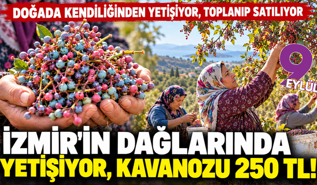 Doğadan toplanıyor, işlenip satışa sunuluyor