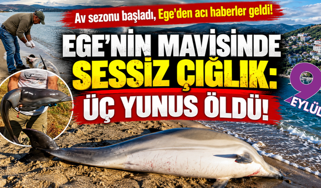 İzmir ve Kuşadası kıyılarında yunus ölümleri: Üç can kaybı!