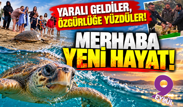 İzmir'de 4 caretta caretta özgürlüğüne kavuştu