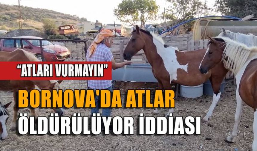 Bornova'da atlar öldürülüyor iddiası