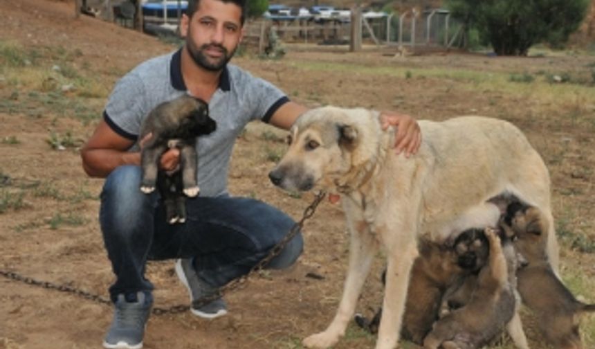 Sele kapılan 6 köpek yavrusu böyle kurtardı