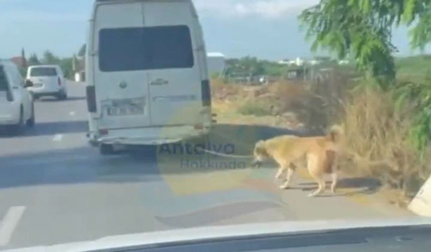 Antalya'da skandal görüntüler