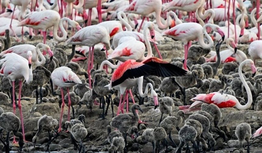 Binlerce flamingo yavrumuz oldu