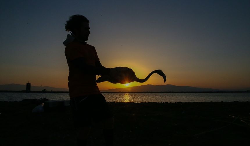 İzmir'in flamingolarına halkalı takip