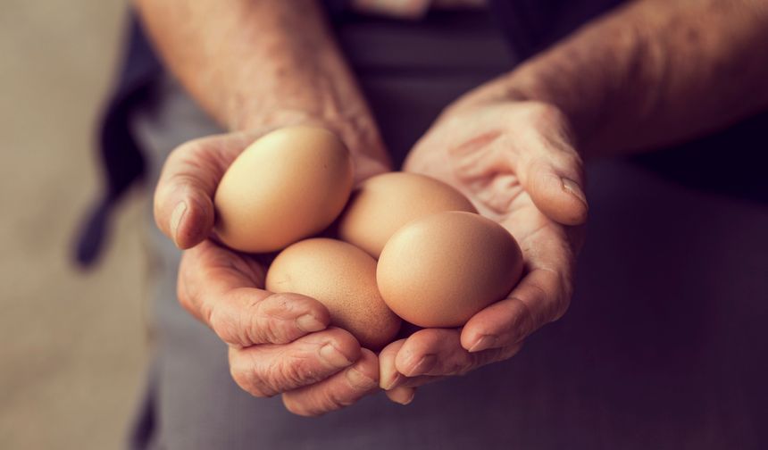 20 milyon yumurta toplatıldı