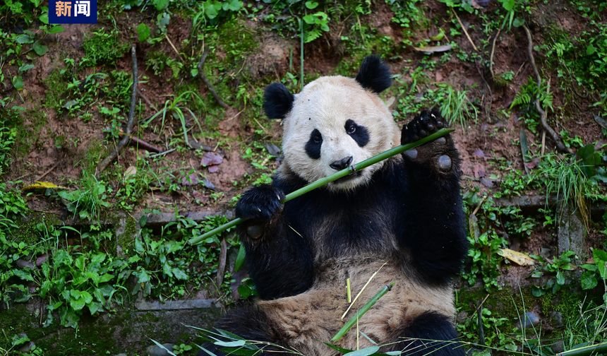Çin, ABD’ye beş yıl aradan sonra bir çift panda gönderiyor