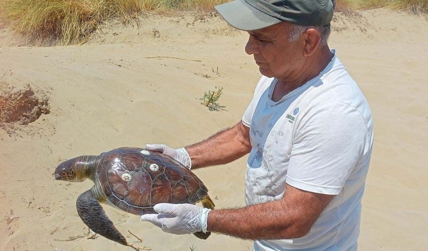 İki yeşil deniz kaplumbağası ölü bulundu
