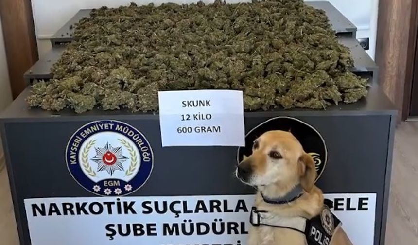 Narkotik köpeği 'Jack', görevinin başında