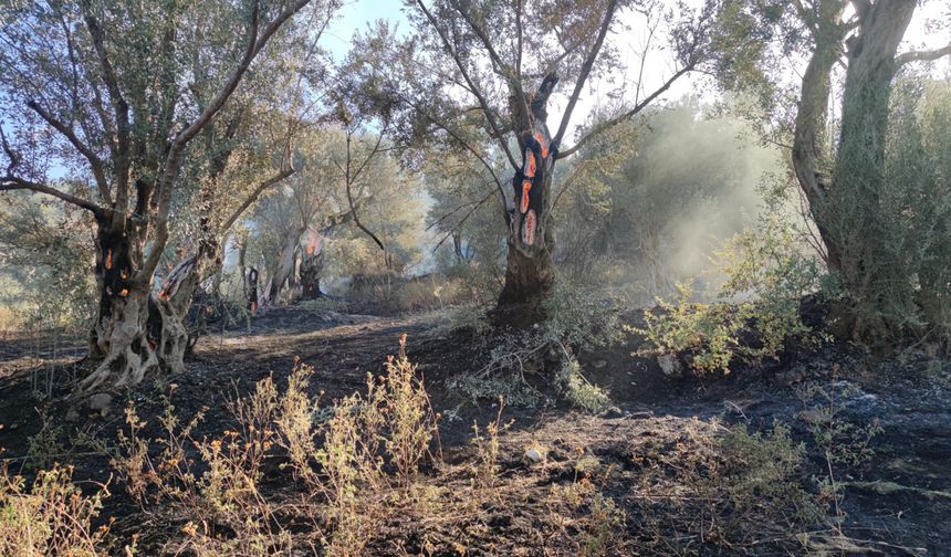 İzmir'de zeytinlik yangını: Ağaçlar için için yandı!