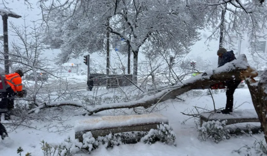 Ordu’da şiddetli kar, ağaçlara zarar verdi