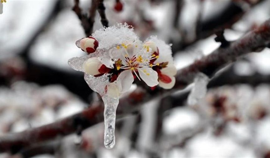 Tarım ve Orman Bakanlığı’ndan zirai don alarmı