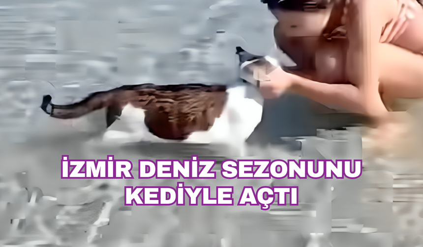 Çeşme'de bir kedinin deniz keyfi