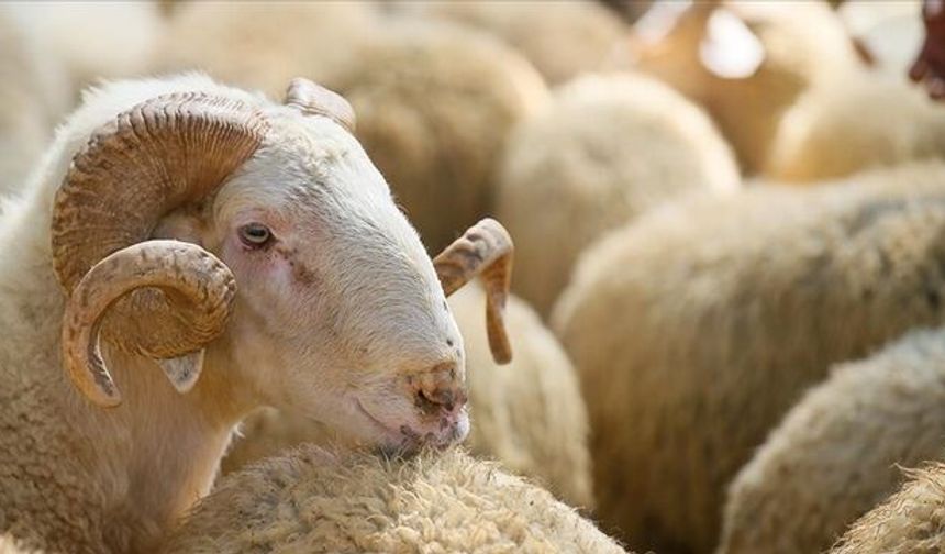 Kurban Bayramı ne zaman? Hangi güne denk geliyor? Kurban Bayramına kaç gün kaldı?