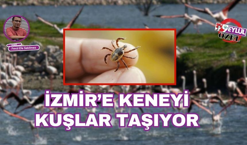 Kuşlar İzmir’e kene taşıyor
