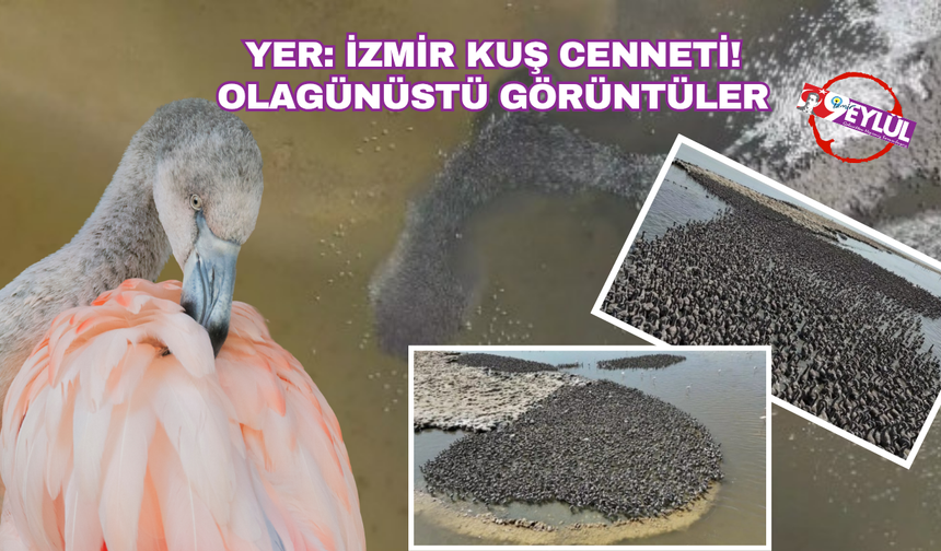 İzmir'de yaşandı: 13 bin tane! Mucizevi doğa olayı görenleri büyüledi...