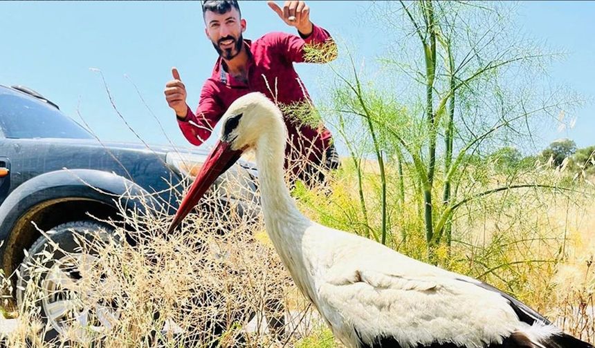 Yaralı leylek için seferber oldular