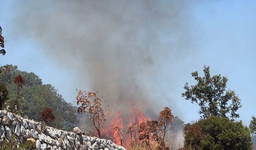Bodrum'daki yangında 2 hektar alan zarar gördü