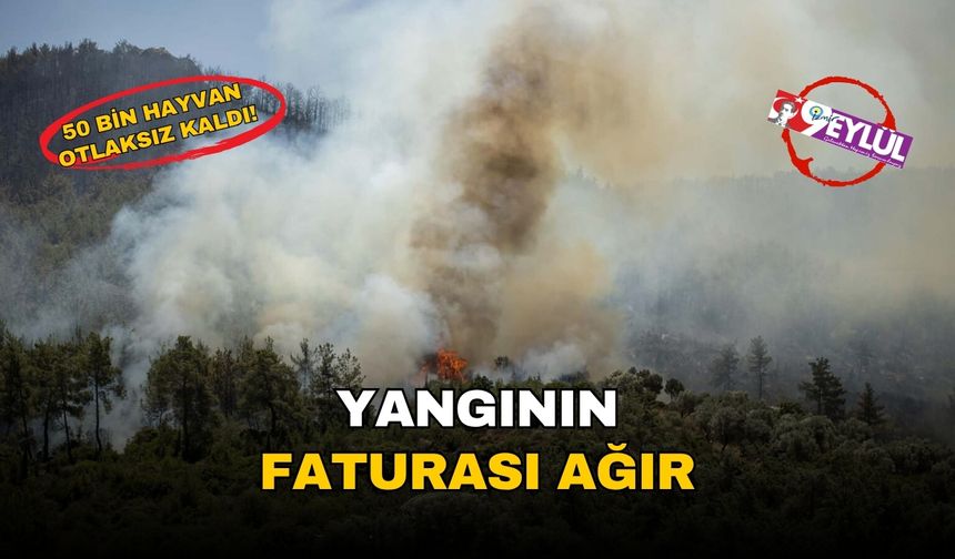 İzmir’i saran yangınların faturası ağır: Ekolojik yıkım, ekonomik kayıp, 50 bin hayvan otlaksız kaldı!