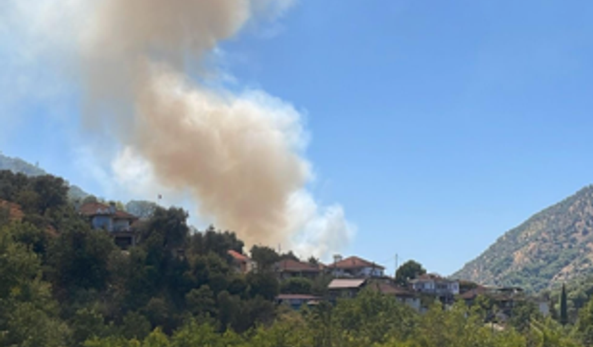 Aydın’da zeytinlik yangını 1,5 saatte kontrol altına alındı