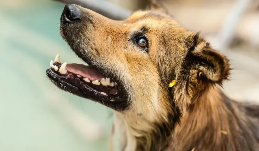 İstanbul’da sokak köpekleri için yeni karar: 39 ilçe kaymakamlığına talimat gönderildi
