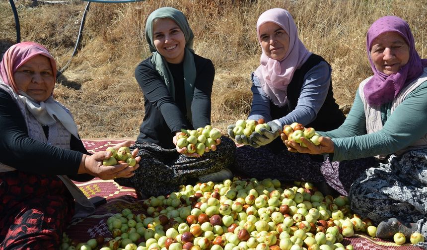 Manisa’da kadınların hünnap mesaisi başladı
